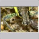 Chlorophanus viridis - Dunkelgruner Gelbrandruessler 01d 9mm.jpg